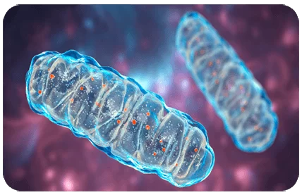 Mitochondrial health