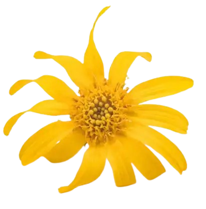 Arnica Montana Flower Extract