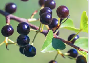 maquri berry- Mitolyn-ingredients