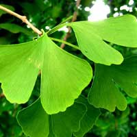 Ginkgo Biloba