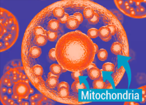 Mitochondria